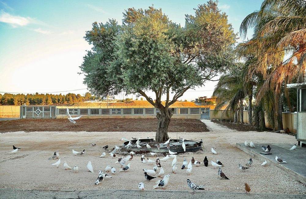 189301 גלריית חוץ, בית נופש בגלבוע, וילה  במגן שאול וילות - Vila 4 U